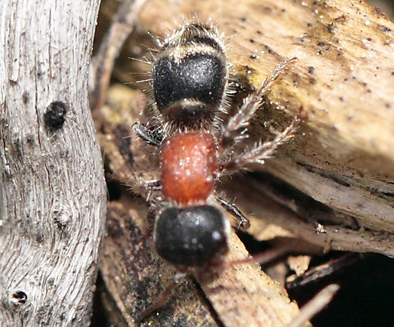 Formica? No. Mutillidae; forse, Myrmilla calva?